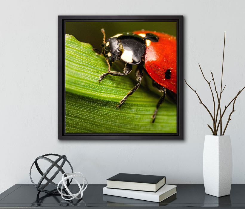 Marienkäfer in Detailaufnahme  auf Leinwandbild Quadratisch gerahmt mit Kirschblüten