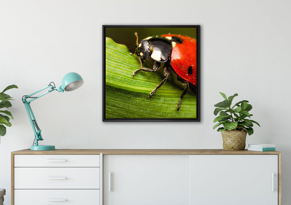 Marienkäfer in Detailaufnahme auf Leinwandbild gerahmt Quadratisch verschiedene Größen im Wohnzimmer
