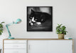 Katze spielt mit Ehering auf Leinwandbild gerahmt Quadratisch verschiedene Größen im Wohnzimmer