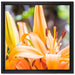 schöne orangene Lilien auf Leinwandbild Quadratisch gerahmt Größe 40x40