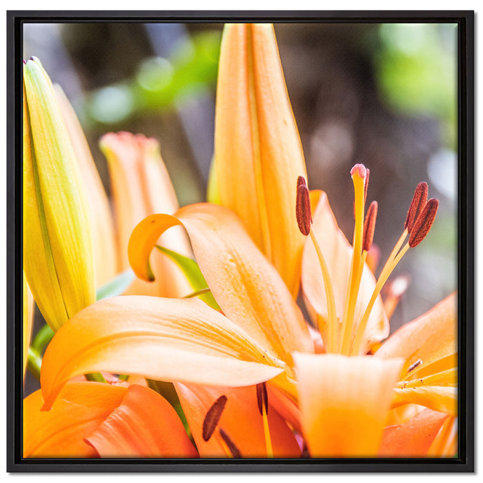 schöne orangene Lilien auf Leinwandbild Quadratisch gerahmt Größe 70x70
