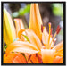 schöne orangene Lilien auf Leinwandbild Quadratisch gerahmt Größe 70x70
