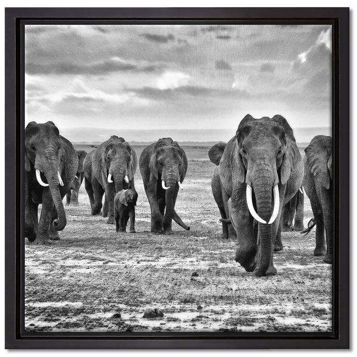 Elefanten Familie in der Savanne auf Leinwandbild Quadratisch gerahmt Größe 40x40