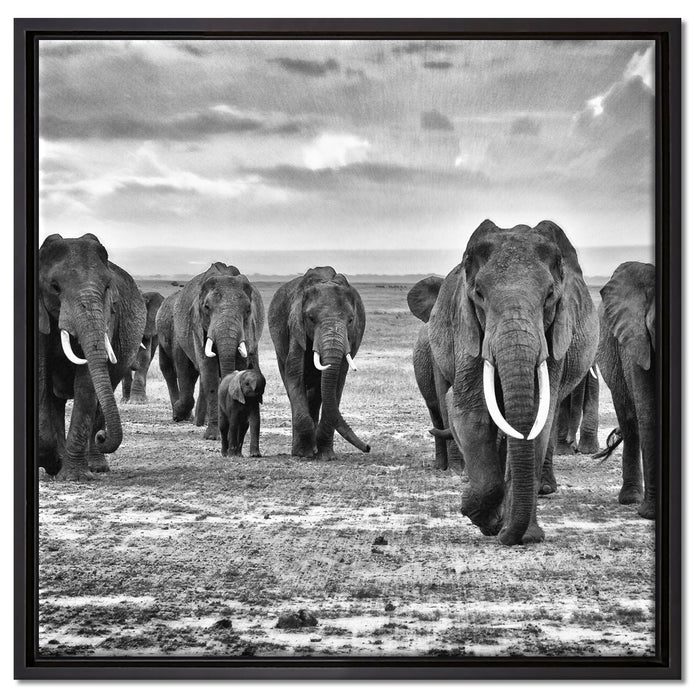 Elefanten Familie in der Savanne auf Leinwandbild Quadratisch gerahmt Größe 60x60