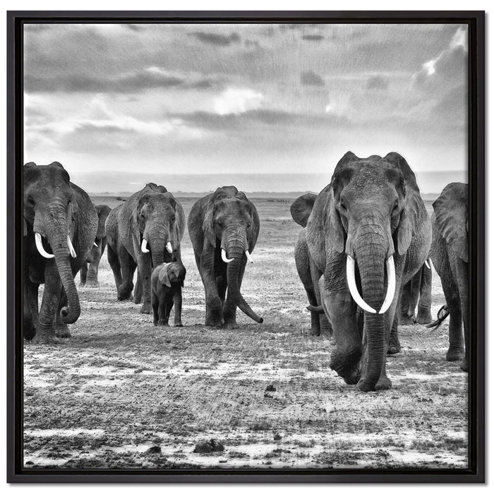 Elefanten Familie in der Savanne auf Leinwandbild Quadratisch gerahmt Größe 70x70