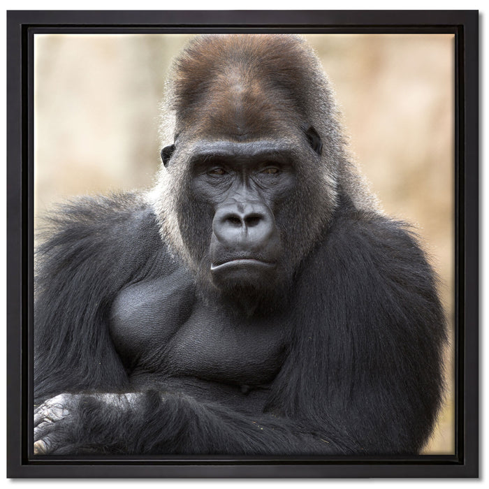 gelangweilter Gorilla auf Leinwandbild Quadratisch gerahmt Größe 40x40