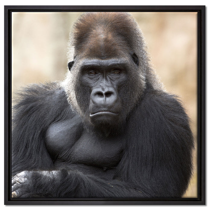 gelangweilter Gorilla auf Leinwandbild Quadratisch gerahmt Größe 60x60