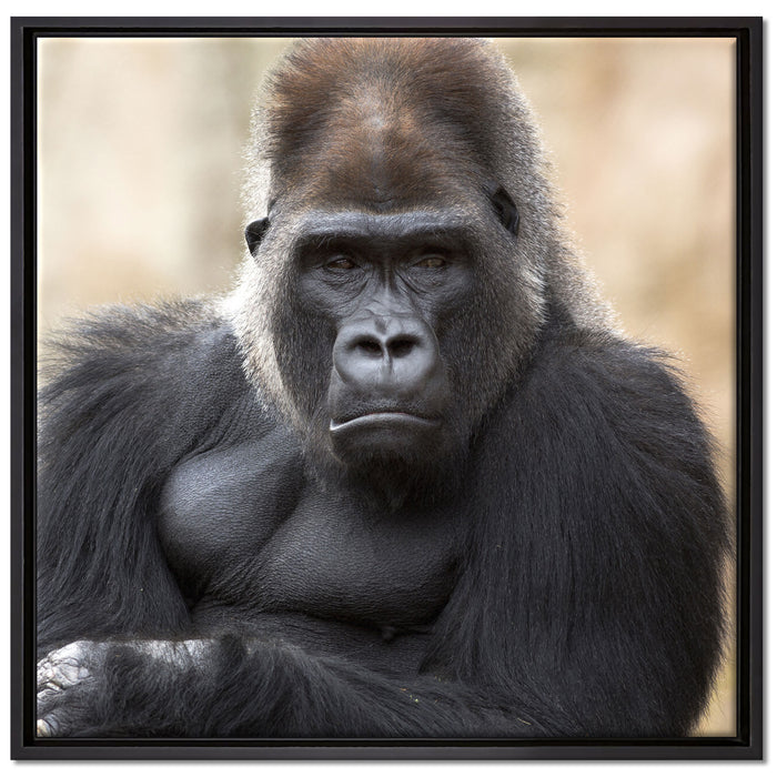 gelangweilter Gorilla auf Leinwandbild Quadratisch gerahmt Größe 70x70