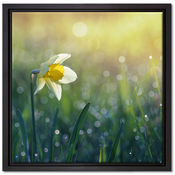 Narzissenblume in der Morgensonne auf Leinwandbild Quadratisch gerahmt Größe 40x40