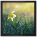 Narzissenblume in der Morgensonne auf Leinwandbild Quadratisch gerahmt Größe 40x40