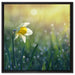 Narzissenblume in der Morgensonne auf Leinwandbild Quadratisch gerahmt Größe 60x60