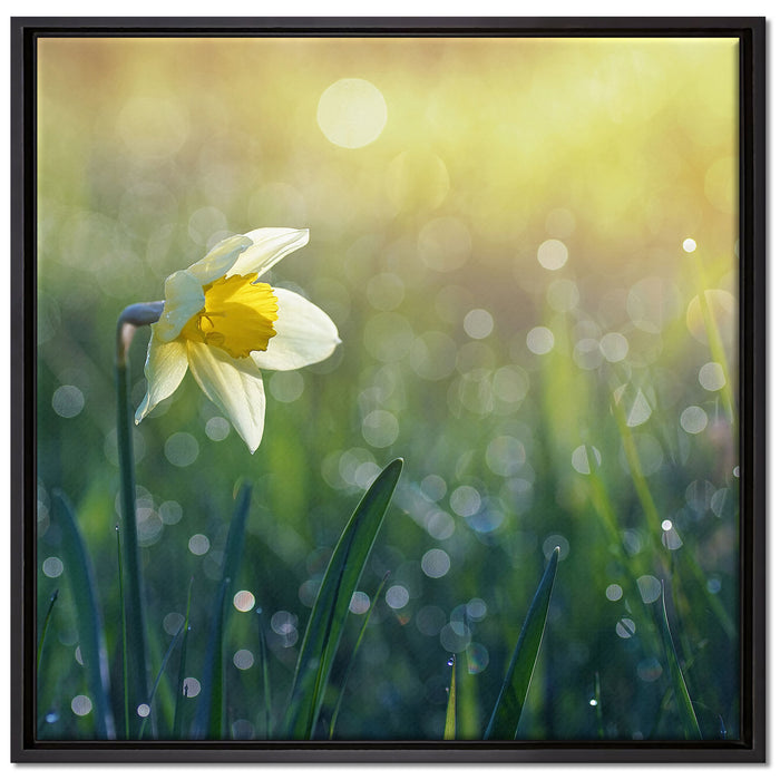 Narzissenblume in der Morgensonne auf Leinwandbild Quadratisch gerahmt Größe 70x70