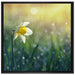 Narzissenblume in der Morgensonne auf Leinwandbild Quadratisch gerahmt Größe 70x70