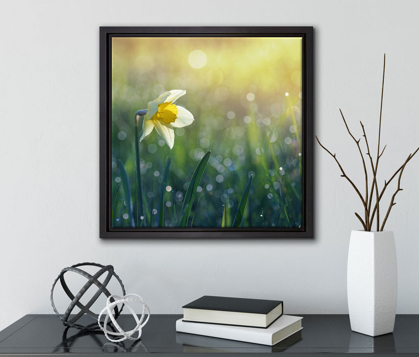 Narzissenblume in der Morgensonne  auf Leinwandbild Quadratisch gerahmt mit Kirschblüten