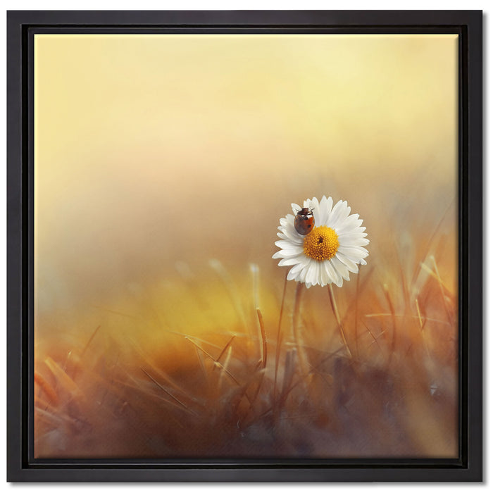Gänseblümchen mit Marienkäfer auf Leinwandbild Quadratisch gerahmt Größe 40x40