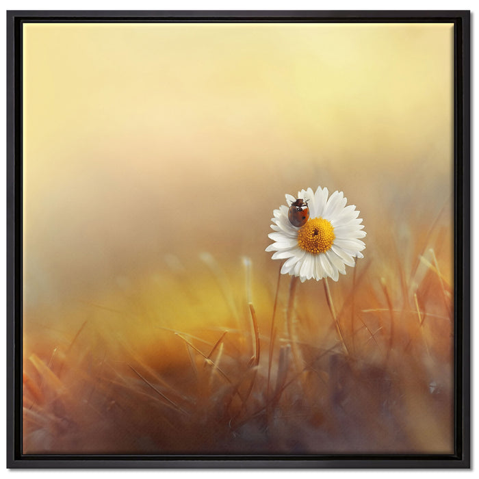 Gänseblümchen mit Marienkäfer auf Leinwandbild Quadratisch gerahmt Größe 70x70