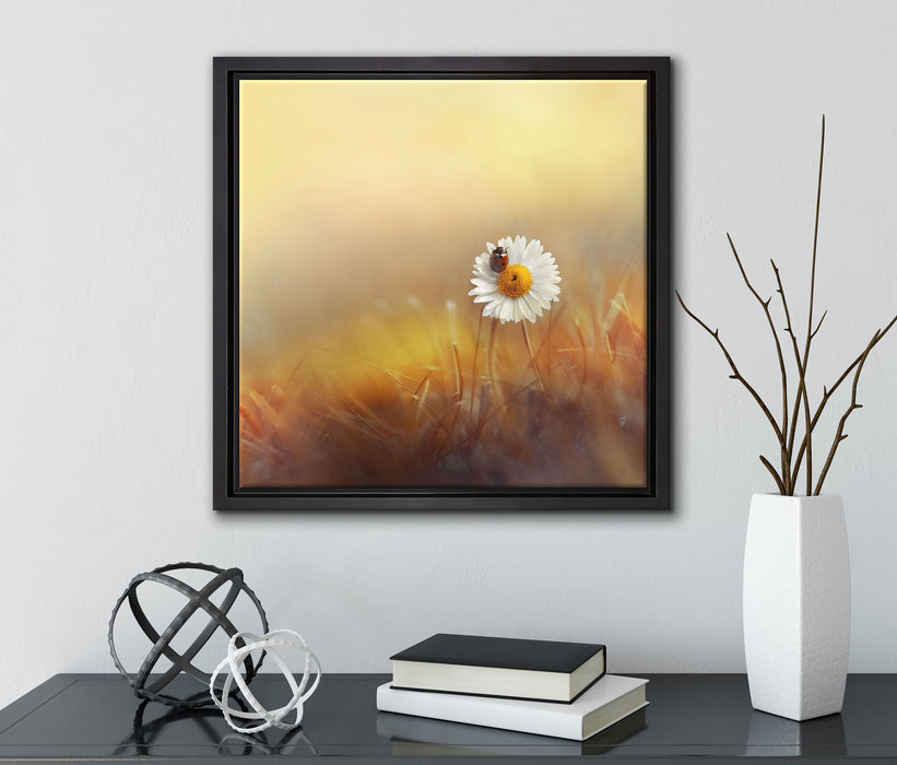 Gänseblümchen mit Marienkäfer  auf Leinwandbild Quadratisch gerahmt mit Kirschblüten