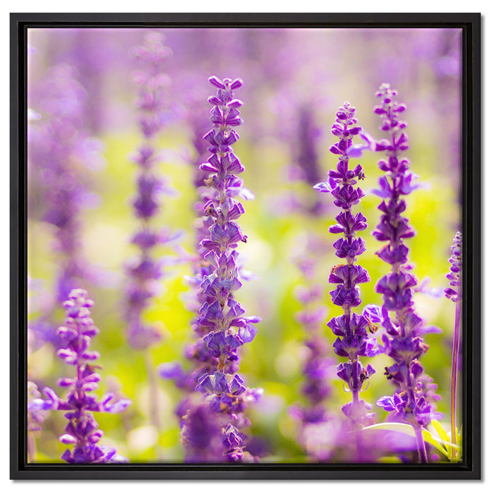 schöne violette Lavendelblüten auf Leinwandbild Quadratisch gerahmt Größe 60x60