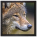 Porträt des europäischen Wolfes auf Leinwandbild Quadratisch gerahmt Größe 40x40