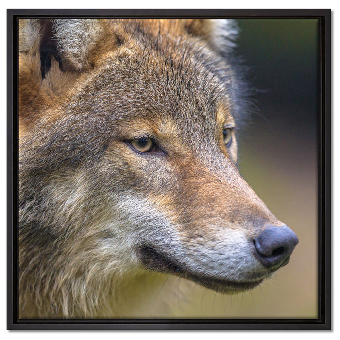 Porträt des europäischen Wolfes auf Leinwandbild Quadratisch gerahmt Größe 60x60