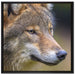 Porträt des europäischen Wolfes auf Leinwandbild Quadratisch gerahmt Größe 70x70