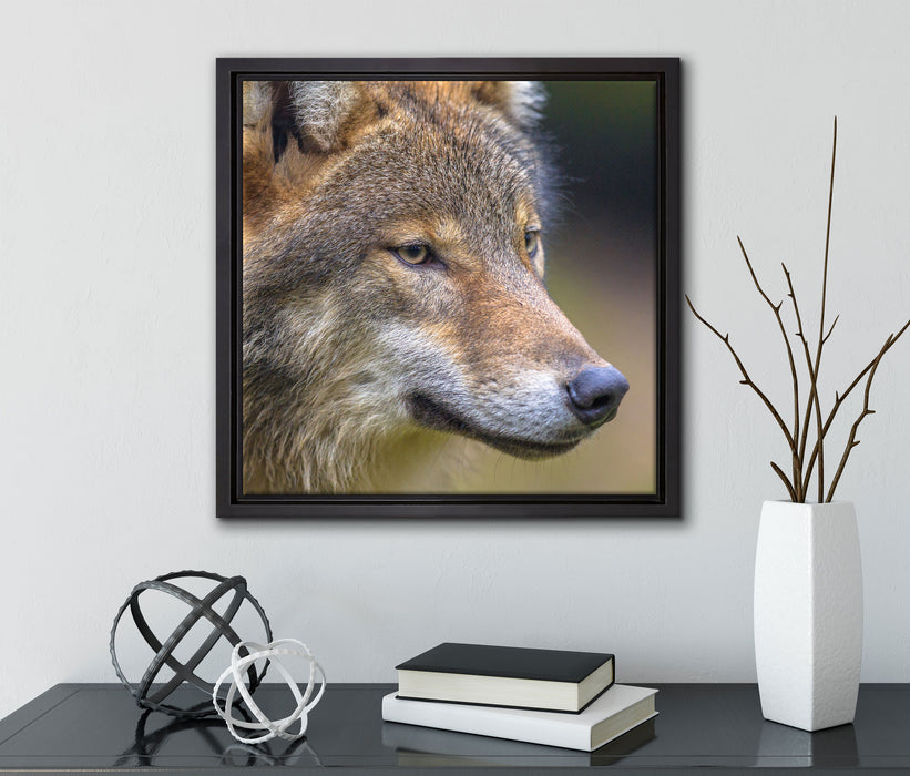 Porträt des europäischen Wolfes  auf Leinwandbild Quadratisch gerahmt mit Kirschblüten