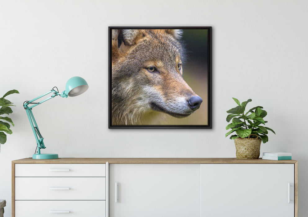 Porträt des europäischen Wolfes auf Leinwandbild gerahmt Quadratisch verschiedene Größen im Wohnzimmer