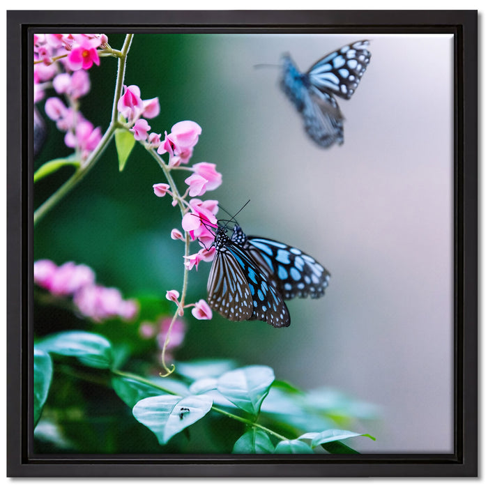 Schmetterlinge auf rosa Blumen auf Leinwandbild Quadratisch gerahmt Größe 40x40