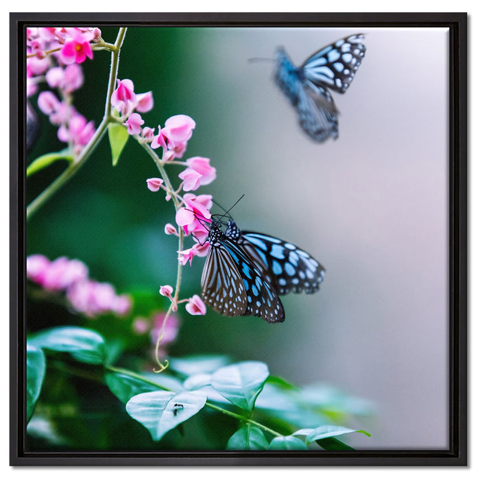 Schmetterlinge auf rosa Blumen auf Leinwandbild Quadratisch gerahmt Größe 60x60