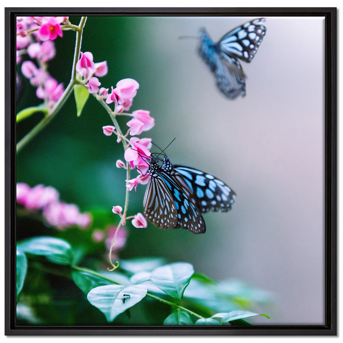 Schmetterlinge auf rosa Blumen auf Leinwandbild Quadratisch gerahmt Größe 70x70