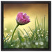 rosa Gänseblümchen im Gras auf Leinwandbild Quadratisch gerahmt Größe 40x40