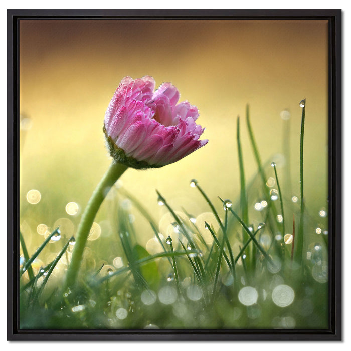 rosa Gänseblümchen im Gras auf Leinwandbild Quadratisch gerahmt Größe 60x60