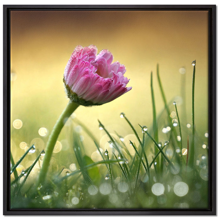 rosa Gänseblümchen im Gras auf Leinwandbild Quadratisch gerahmt Größe 70x70