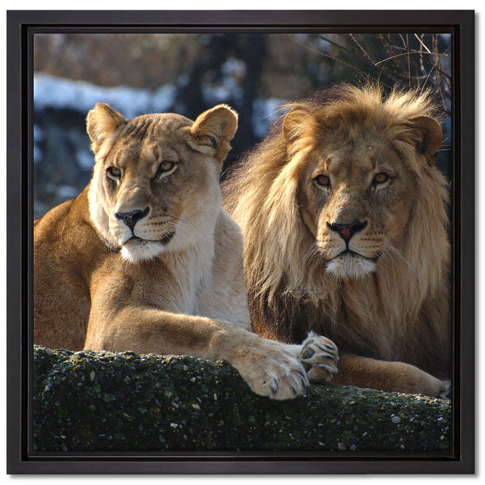 interessiertes Löwenpaar auf Leinwandbild Quadratisch gerahmt Größe 40x40