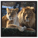 interessiertes Löwenpaar auf Leinwandbild Quadratisch gerahmt Größe 60x60