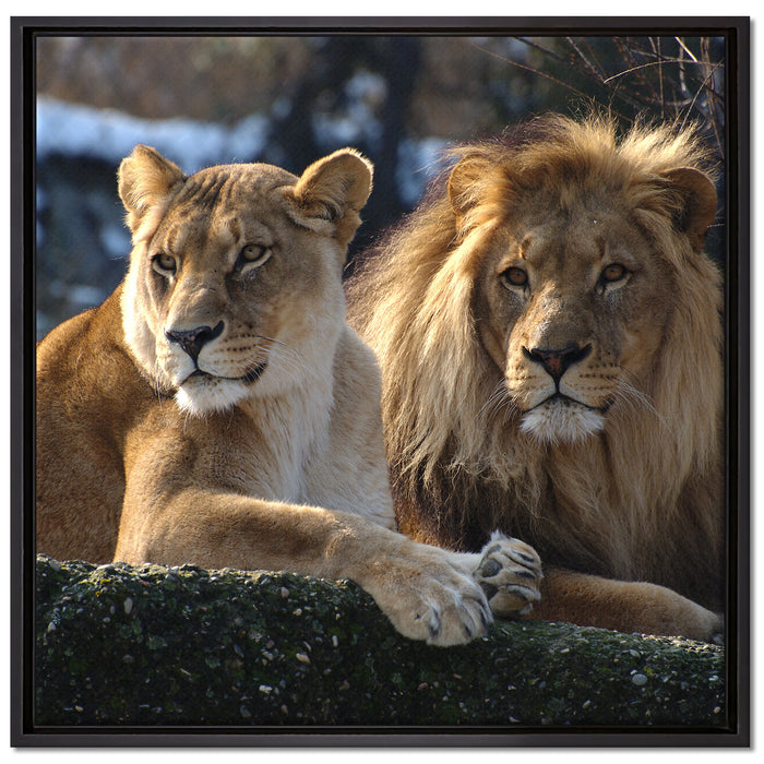 interessiertes Löwenpaar auf Leinwandbild Quadratisch gerahmt Größe 70x70