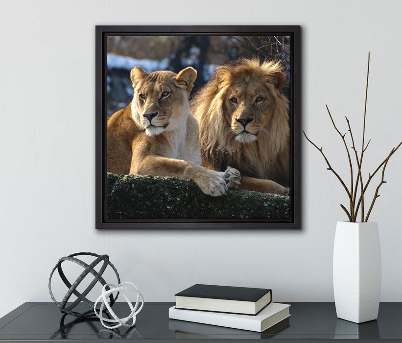 interessiertes Löwenpaar  auf Leinwandbild Quadratisch gerahmt mit Kirschblüten