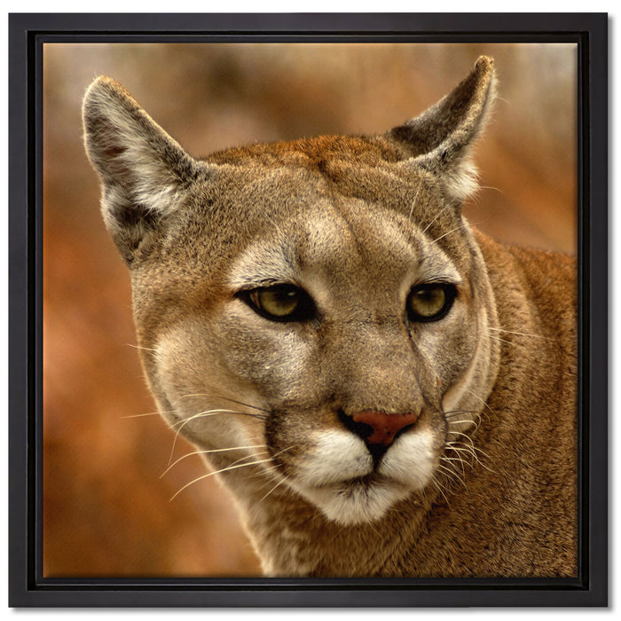 schöner Berglöwe auf Leinwandbild Quadratisch gerahmt Größe 40x40