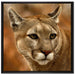 schöner Berglöwe auf Leinwandbild Quadratisch gerahmt Größe 70x70