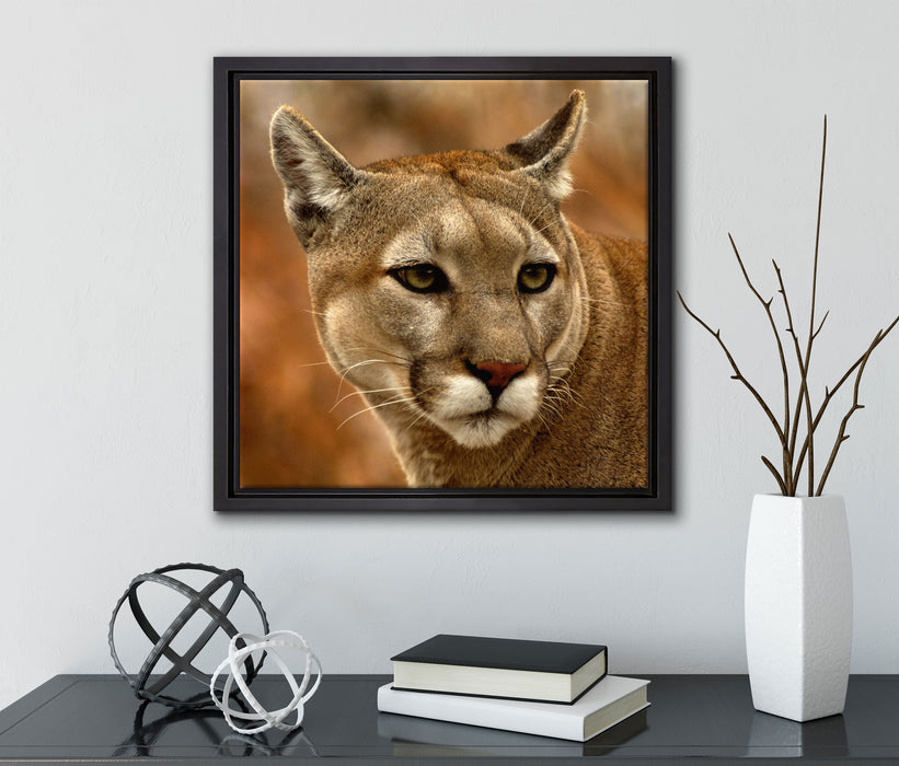 schöner Berglöwe  auf Leinwandbild Quadratisch gerahmt mit Kirschblüten