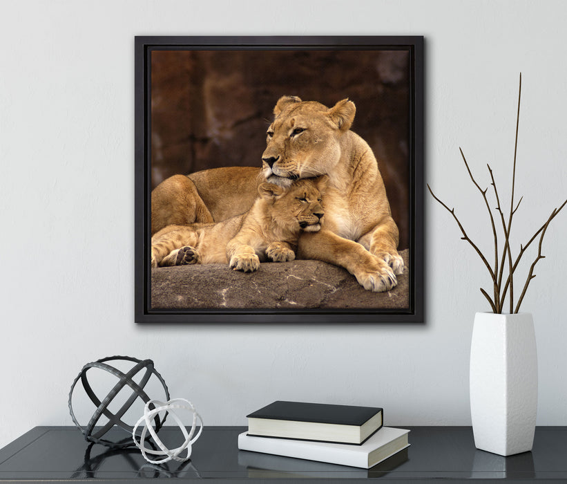 Löwe mit Löwenjungen  auf Leinwandbild Quadratisch gerahmt mit Kirschblüten