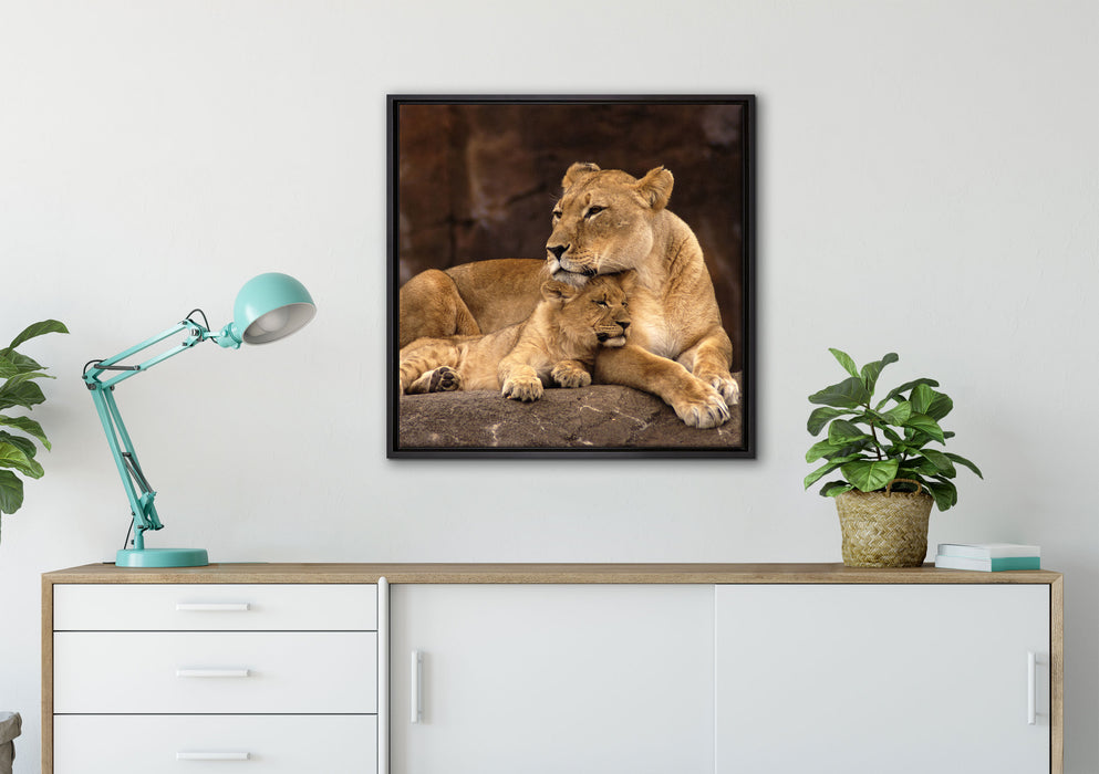 Löwe mit Löwenjungen auf Leinwandbild gerahmt Quadratisch verschiedene Größen im Wohnzimmer