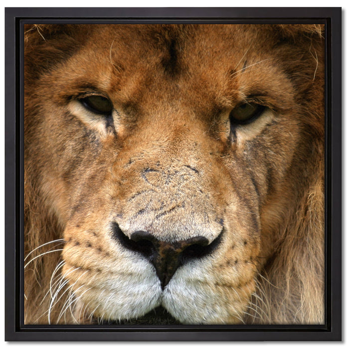 Kampfvernarbten auf Leinwandbild Quadratisch gerahmt Größe 40x40