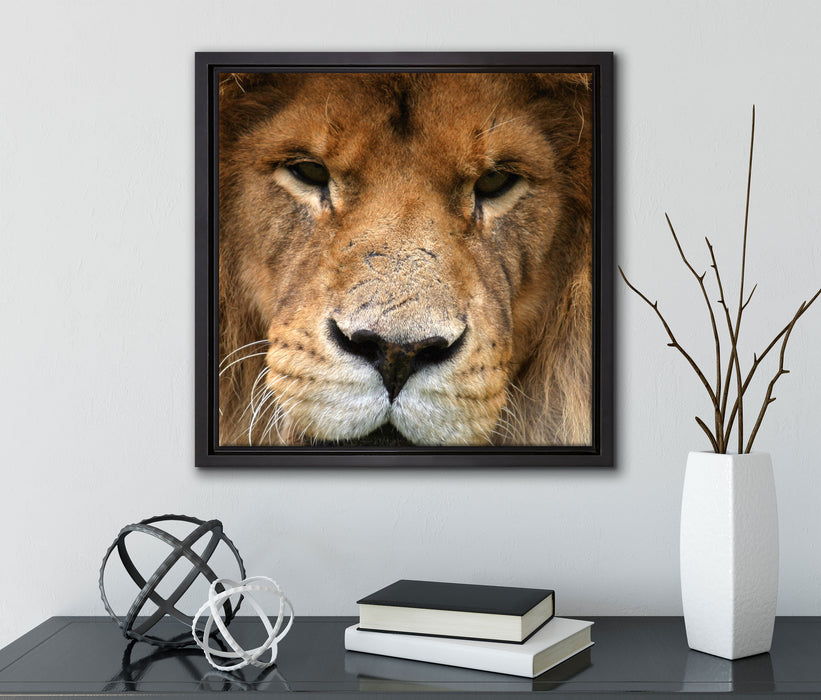 Kampfvernarbten  auf Leinwandbild Quadratisch gerahmt mit Kirschblüten