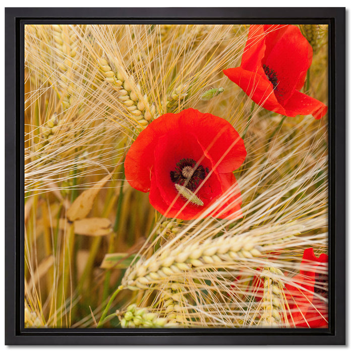 Mohnblumen auf dem Mais-Feld auf Leinwandbild Quadratisch gerahmt Größe 40x40