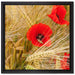 Mohnblumen auf dem Mais-Feld auf Leinwandbild Quadratisch gerahmt Größe 40x40