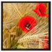 Mohnblumen auf dem Mais-Feld auf Leinwandbild Quadratisch gerahmt Größe 60x60