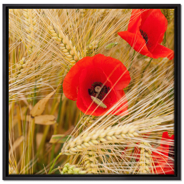 Mohnblumen auf dem Mais-Feld auf Leinwandbild Quadratisch gerahmt Größe 70x70