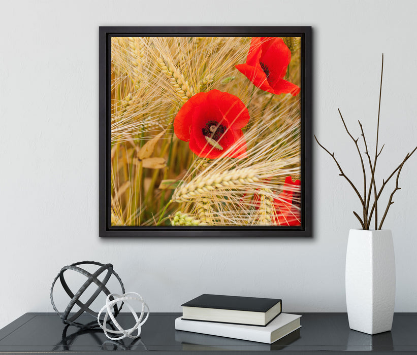 Mohnblumen auf dem Mais-Feld  auf Leinwandbild Quadratisch gerahmt mit Kirschblüten