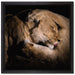 Männer & Frauen Löwe kuscheln auf Leinwandbild Quadratisch gerahmt Größe 40x40